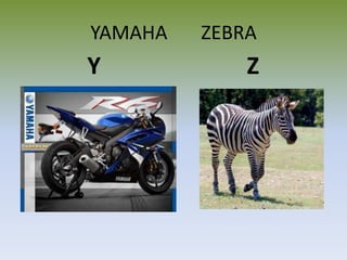 YAMAHA ZEBRA
Y Z
 