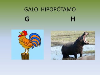 GALO HIPOPÓTAMO
G H
 