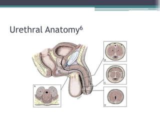 Urethral Anatomy6
 