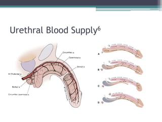 Urethral Blood Supply6
 