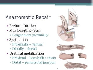 Anastomotic Repair
• Perineal Incision
• Max Length 2-3 cm
▫ Longer more proximally
• Spatulation
▫ Proximally – ventral
▫ Distally – dorsal
• Urethral mobilization
▫ Proximal – keep bulb a intact
▫ Distal – penoscrotal junction
 
