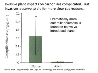 Source: Prof. Doug Tallamy, Chair, Dept. of Entomology and Wildlife Ecology, Univ. Deleware
Dramatically more
caterpillar biomass is
found on native vs
introduced plants.
Invasive plant impacts on carbon are complicated. But
invasives deserve to die for more clear cut reasons.
 