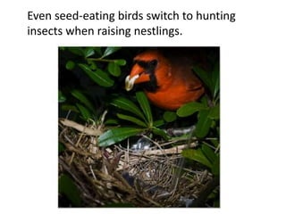 Even seed-eating birds switch to hunting
insects when raising nestlings.
 