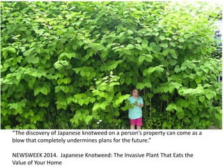 “The discovery of Japanese knotweed on a person’s property can come as a
blow that completely undermines plans for the future.”
NEWSWEEK 2014. Japanese Knotweed: The Invasive Plant That Eats the
Value of Your Home
 