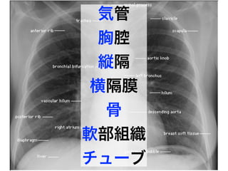 気管
胸腔
縦隔
横隔膜
骨
軟部組織
チューブ
 