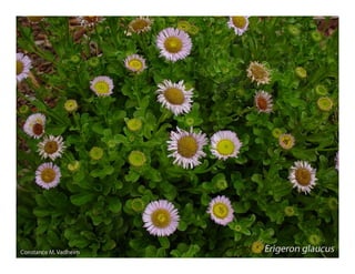 Erigeron glaucus    web show