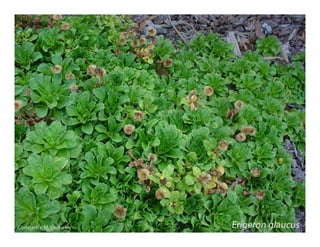 Erigeron glaucus    web show