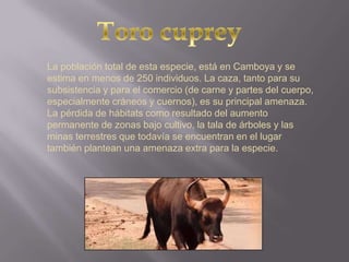 La población total de esta especie, está en Camboya y se
estima en menos de 250 individuos. La caza, tanto para su
subsistencia y para el comercio (de carne y partes del cuerpo,
especialmente cráneos y cuernos), es su principal amenaza.
La pérdida de hábitats como resultado del aumento
permanente de zonas bajo cultivo, la tala de árboles y las
minas terrestres que todavía se encuentran en el lugar
también plantean una amenaza extra para la especie.
 