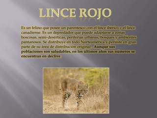 Es un felino que posee un parentesco con el lince ibérico y el lince
canadiense. Es un depredador que puede adaptarse a zonas
boscosas, semi-desérticas, periferias urbanas, bosques y ambientes
pantanosos. Se distribuye en todo Norteamérica y persiste en gran
parte de su área de distribución original . Aunque sus
poblaciones son saludables, en los últimos años sus números se
encuentran en declive.
 