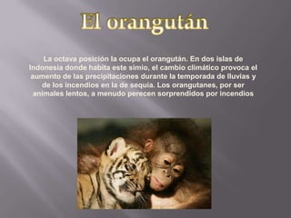 La octava posición la ocupa el orangután. En dos islas de
Indonesia donde habita este simio, el cambio climático provoca el
 aumento de las precipitaciones durante la temporada de lluvias y
    de los incendios en la de sequía. Los orangutanes, por ser
  animales lentos, a menudo perecen sorprendidos por incendios
 