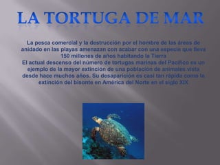 La pesca comercial y la destrucción por el hombre de las áreas de
anidado en las playas amenazan con acabar con una especie que lleva
               150 millones de años habitando la Tierra
El actual descenso del número de tortugas marinas del Pacífico es un
  ejemplo de la mayor extinción de una población de animales vista
desde hace muchos años. Su desaparición es casi tan rápida como la
       extinción del bisonte en América del Norte en el siglo XIX
 