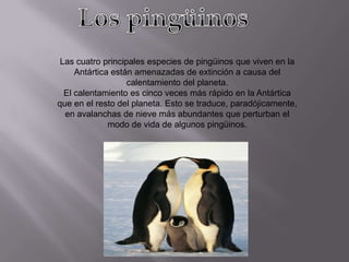 Las cuatro principales especies de pingüinos que viven en la
     Antártica están amenazadas de extinción a causa del
                   calentamiento del planeta.
  El calentamiento es cinco veces más rápido en la Antártica
que en el resto del planeta. Esto se traduce, paradójicamente,
  en avalanchas de nieve más abundantes que perturban el
              modo de vida de algunos pingüinos.
 