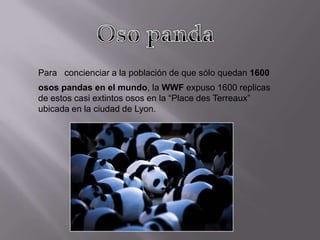 Para concienciar a la población de que sólo quedan 1600
osos pandas en el mundo, la WWF expuso 1600 replicas
de estos casi extintos osos en la “Place des Terreaux”
ubicada en la ciudad de Lyon.
 
