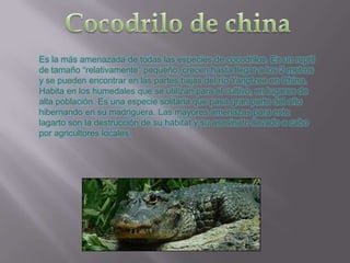 Es la más amenazada de todas las especies de cocodrilos. Es un reptil
de tamaño “relativamente” pequeño, crecen hasta llegar a los 2 metros
y se pueden encontrar en las partes bajas del río Yangtzee en China.
Habita en los humedales que se utilizan para el cultivo, en lugares de
alta población. Es una especie solitaria que pasa gran parte del año
hibernando en su madriguera. Las mayores amenazas para este
lagarto son la destrucción de su hábitat y su asesinato llevado a cabo
por agricultores locales.
 