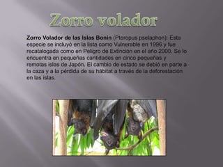 Zorro Volador de las Islas Bonin (Pteropus pselaphon): Esta
especie se incluyó en la lista como Vulnerable en 1996 y fue
recatalogada como en Peligro de Extinción en el año 2000. Se lo
encuentra en pequeñas cantidades en cinco pequeñas y
remotas islas de Japón. El cambio de estado se debió en parte a
la caza y a la pérdida de su hábitat a través de la deforestación
en las islas.
 