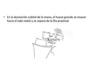 • En la desviación cubital de la mano, el hueso grande se mueve 
hacia el lado radial y se separa de la fila proximal 
 