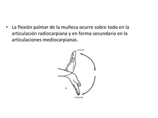 • La flexión palmar de la muñeca ocurre sobre todo en la 
articulación radiocarpiana y en forma secundaria en la 
articulaciones mediocarpianas. 
 