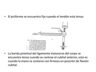 • El pisiforme se encuentra fijo cuando el tendón esta tenso. 
• La banda proximal del ligamento transverso del carpo se 
encuentra tensa cuando se contrae el cubital anterior, esto es 
cuando la mano se sostiene con firmeza en posición de flexión 
cubital. 
 