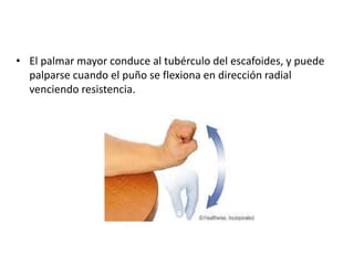 • El palmar mayor conduce al tubérculo del escafoides, y puede 
palparse cuando el puño se flexiona en dirección radial 
venciendo resistencia. 
 