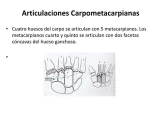 Articulaciones Carpometacarpianas 
• Cuatro huesos del carpo se articulan con 5 metacarpianos. Los 
metacarpianos cuarto y quinto se articulan con dos facetas 
cóncavas del hueso ganchoso. 
• 
 