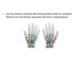 • Las tres facetas salientes del hueso grande están en contacto 
directo con tres facetas opuestas del tercer metacarpiano. 
 
