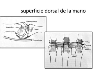 superficie dorsal de la mano 
 