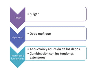 Tenar 
• pulgar 
Hipo tenar 
• Dedo meñique 
Interóseos y 
lumbricales 
• Abducción y aducción de los dedos 
• Combinación con los tendones 
extensores 
 