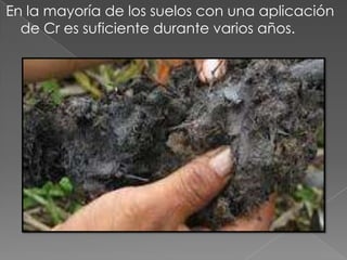 En la mayoría de los suelos con una aplicación
de Cr es suficiente durante varios años.
 