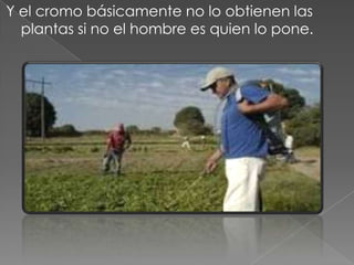 Y el cromo básicamente no lo obtienen las
plantas si no el hombre es quien lo pone.
 