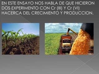 EN ESTE ENSAYO NOS HABLA DE QUE HICIERON
DOS EXPERIMENTO CON Cr (III) Y Cr (VI)
HACERCA DEL CRECIMIENTO Y PRODUCCION.
 