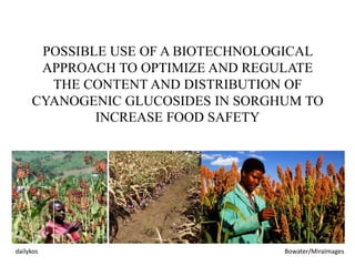 POSSIBLE USE OF A BIOTECHNOLOGICAL
APPROACH TO OPTIMIZE AND REGULATE
THE CONTENT AND DISTRIBUTION OF
CYANOGENIC GLUCOSIDES IN SORGHUM TO
INCREASE FOOD SAFETY
Bowater/MiraImagesdailykos
 