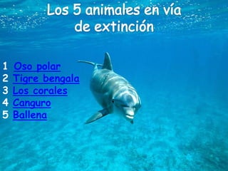 1   Oso polar
2   Tigre bengala
3   Los corales
4   Canguro
5   Ballena
 