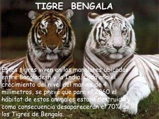 TIGRE BENGALA




Estos tigres viven en los manglares ubicados
entre Bangladesh y la India. Cada año el
crecimiento del nivel del mar es de 4
milímetros, se prevé que para el 2060 el
hábitat de estos animales estará destruido y
como consecuencia desaparecerán el 70% de
los Tigres de Bengala.
 