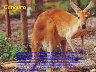 Canguro




    Los canguros viven únicamente en Australia. El incremento de
    la temperatura y la sequía por falta de lluvia son las
    consecuencias del cambio climático que afrontará este país.
    Los canguros y otras especies de su familia están en gran
    riesgo de extinción, las altas temperaturas producen
    incendios forestales que acaban con gran parte de las
    especies salvajes.
 
