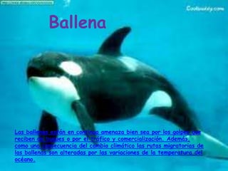 Ballena




Las ballenas están en continua amenaza bien sea por los golpes que
reciben de buques o por el tráfico y comercialización. Además,
como una consecuencia del cambio climático las rutas migratorias de
las ballenas son alteradas por las variaciones de la temperatura del
océano.
 