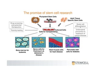 The promise of stem cell research
Cells for transplantation
Adult Tissue
Specific Stem Cells
Bone marrow for
leukemia
Nerve cells for
Parkinson's &
Alzheimer's
disease
Heart muscle cells
for heart disease
Pancreatic islet
cells for diabetes
Cultured Cells
Drug screening
and potential
therapeutics
Toxicity testing
Study cell
differentiation
Understand
prevention &
treatment of
cancer/disease
Pluripotent Stem Cells
 