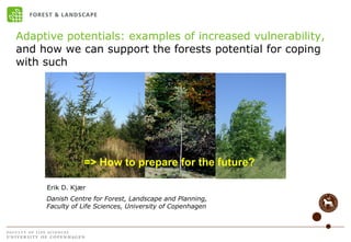 Adaptive potentials: examples of increased vulnerability,
and how we can support the forests potential for coping
with such




                       => How to prepare for the future?
      Picea abies CSO, Silkeborg



     Erik D. Kjær
     Danish Centre for Forest, Landscape and Planning,
     Faculty of Life Sciences, University of Copenhagen
 