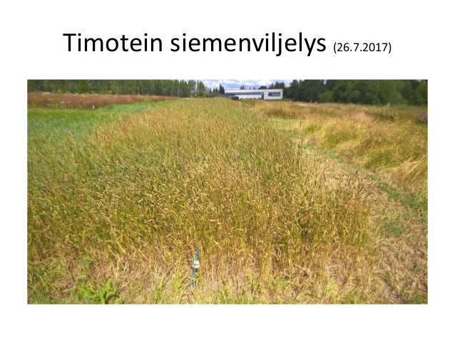 Timotein Siemenviljely