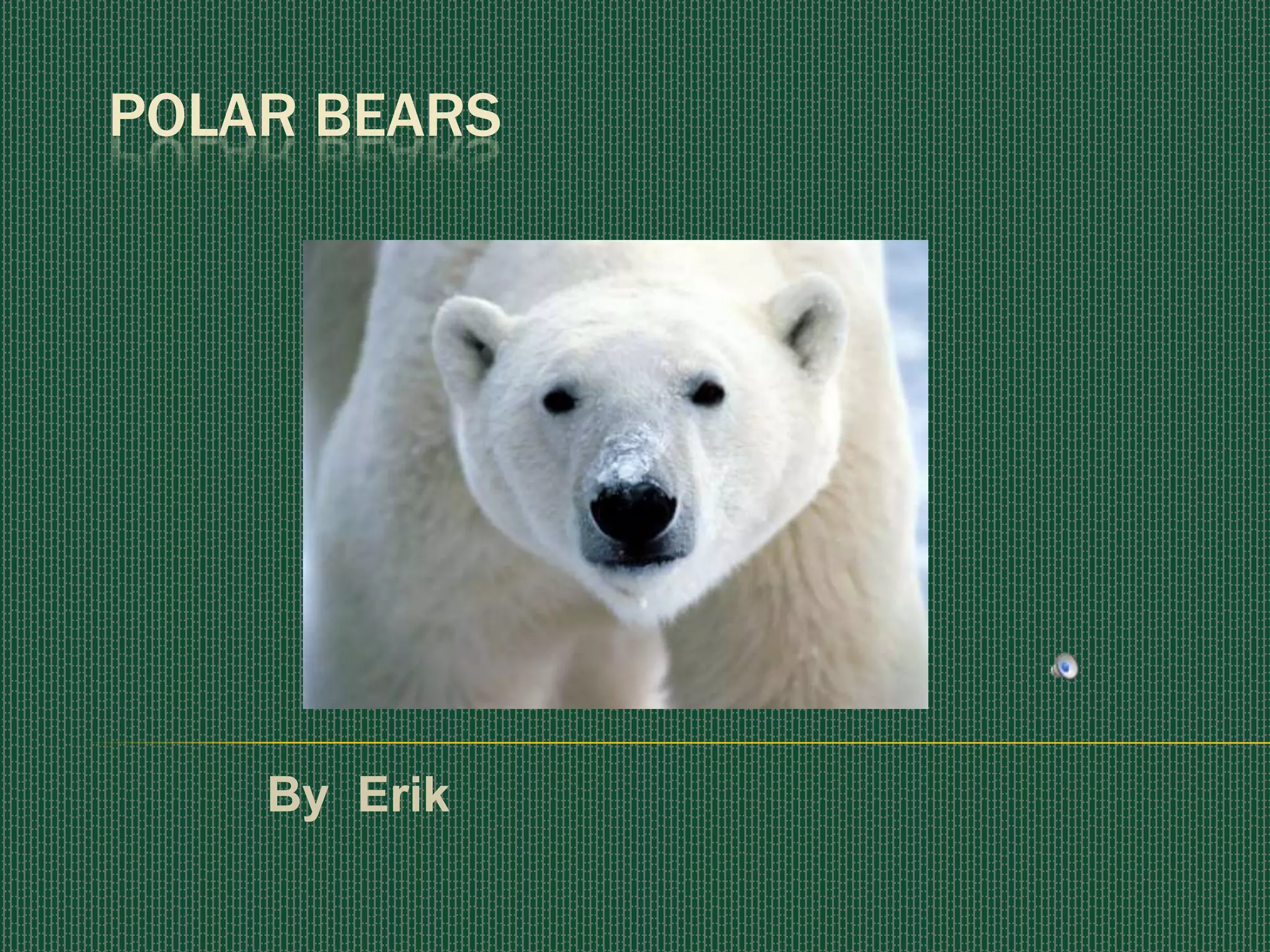 POLAR BEARSBy Erik