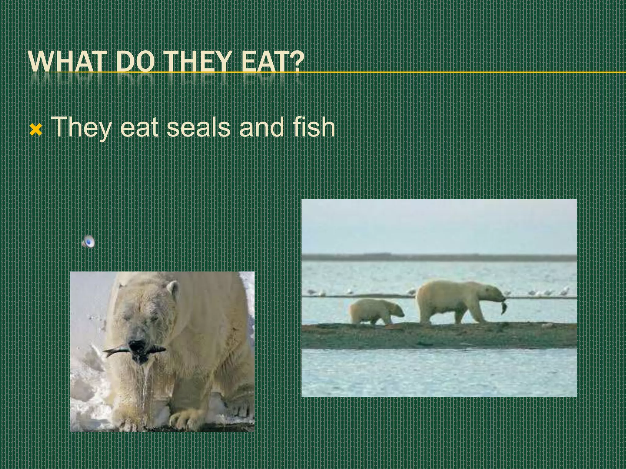 What do they eat?They eat seals and fish