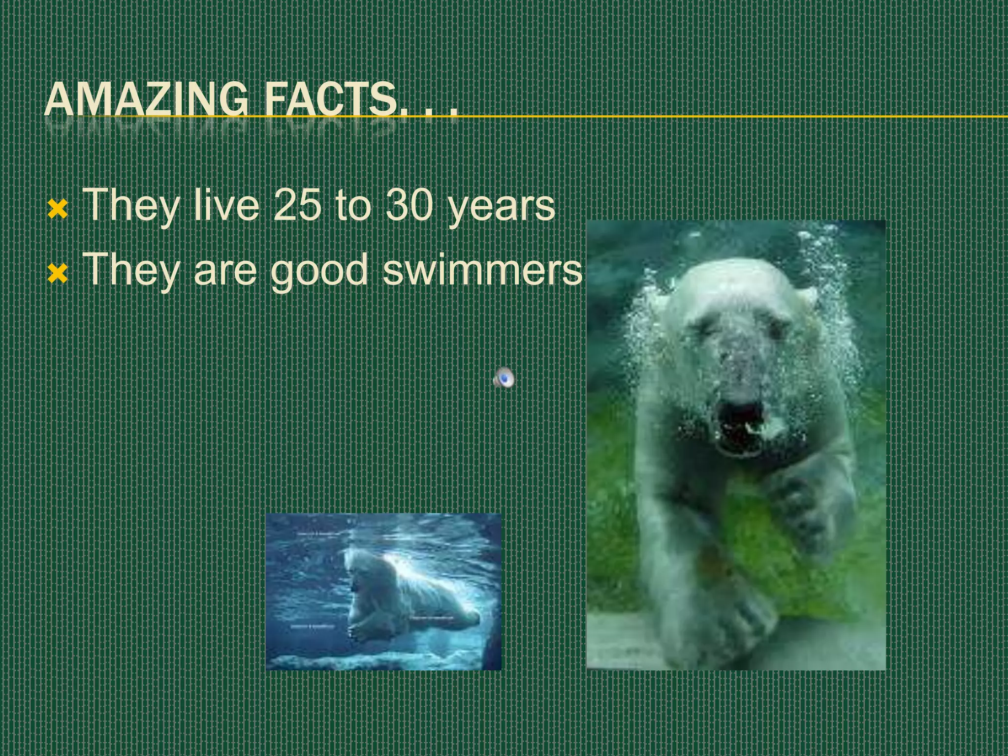 AMAZING FactS. . .They live 25 to 30 yearsThey are good swimmers