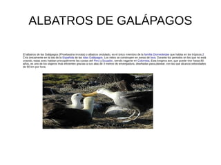 ALBATROS DE GALÁPAGOS
El albatros de las Galápagos (Phoebastria irrorata) o albatros ondulado, es el único miembro de la familia Diomedeidae que habita en los trópicos.2
Cría únicamente en la isla de la Española de las islas Galápagos. Los nidos se construyen en zonas de lava. Durante los periodos en los que no está
criando, estas aves habitan principalmente las costas del Perú y Ecuador, siendo vagante en Colombia. Esta longeva ave, que puede vivir hasta 80
años, es uno de los viajeros más eficientes gracias a sus alas de 3 metros de envergadura, diseñadas para planear, con las que alcanza velocidades
de 90 km por hora.
 