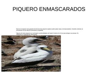 PIQUERO ENMASCARADOS
Esta es la especie mas grande de entre los tres piqueros (patas azules patas rojas y enmascarados). Grandes colonias se
encuentran en las Islas de Genovesa y Española.
Algunos de estos piqueros se sumergen a profundidades de hasta 8 metros en el mar para atrapar sus presas. Es
realmente un espectáculo observarlos.
 
