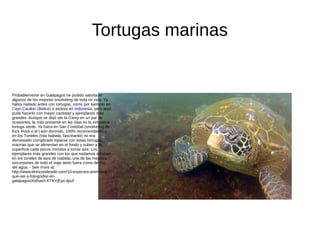 Tortugas marinas
Probablemente en Galápagos he podido satisfacer
algunos de los mejores snorkeling de toda mi vida. Ya
había nadado antes con tortugas, como por ejemplo en
Cayo Caulker (Belice) o incluso en Indonesia, pero aquí
pude hacerlo con mayor cantidad y ejemplares más
grandes. Aunque se dejó ver la Carey en un par de
ocasiones, la más presente en las islas es la simpática
tortuga verde. Ya fuera en San Cristóbal (snorkeling de
Kick Rock o el León dormido, 100% recomendable) o
en los Túneles (Isla Isabela, fascinante) no era
demasiado complicado toparse con estas tortugas
marinas que se alimentan en el fondo y suben a la
superficie cada pocos minutos a tomar aire. Los
ejemplares más grandes con los que nadamos estaban
en los túneles de lava de Isabela, una de las mejores
excursiones de todo el viaje tanto fuera como dentro
del agua. - See more at:
http://www.elrincondesele.com/10-especies-animales-
que-ver-y-fotografiar-en-
galapagos/#sthash.KTKYjEyo.dpuf
 