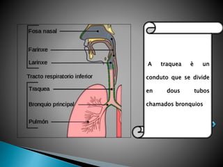 A traquea è un
conduto que se divide
en dous tubos
chamados bronquios
 