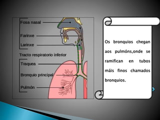 Os bronquios chegan
aos pulmóns,onde se
ramifican en tubos
máis finos chamados
bronquios.
 