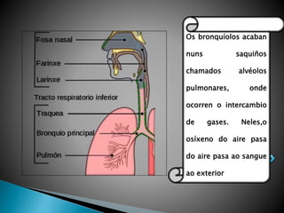 Os bronquíolos acaban
nuns saquiños
chamados alvéolos
pulmonares, onde
ocorren o intercambio
de gases. Neles,o
osíxeno do aire pasa
do aire pasa ao sangue
ao exterior
 