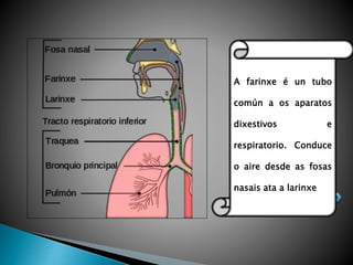A farinxe é un tubo
común a os aparatos
dixestivos e
respiratorio. Conduce
o aire desde as fosas
nasais ata a larinxe
 