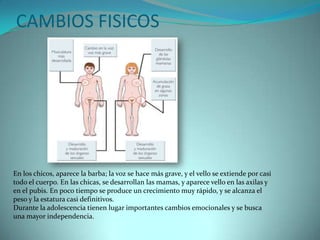 CAMBIOS FISICOSEn los chicos, aparece la barba; la voz se hace más grave, y el vello se extiende por casi todo el cuerpo. En las chicas, se desarrollan las mamas, y aparece vello en las axilas y en el pubis. En poco tiempo se produce un crecimiento muy rápido, y se alcanza el peso y la estatura casi definitivos.Durante la adolescencia tienen lugar importantes cambios emocionales y se busca una mayor independencia.