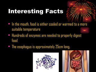 Interesting Facts In the mouth, food is either cooled or warmed to a more suitable temperature  Hundreds of enzymes are needed to properly digest food The esophagus is approximately 25cm long. 